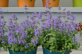 Attēlu rezultāti vaicājumam “Nepeta x faassenii”