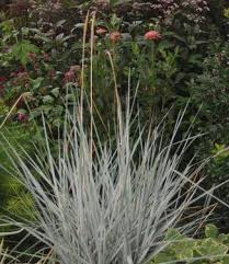 Attēlu rezultāti vaicājumam “Leymus arenarius”