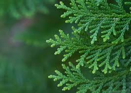 Attēlu rezultāti vaicājumam “Thuja occidentalis leaf”