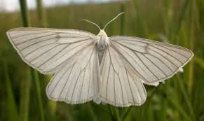 Attēlu rezultāti vaicājumam “Siona lineata”