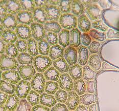 Attēlu rezultāti vaicājumam “Odontoschisma denudatum cells”