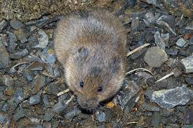 Attēlu rezultāti vaicājumam “Microtus agrestis”