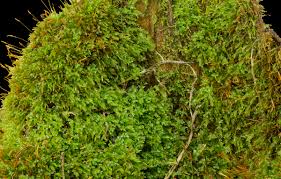 Attēlu rezultāti vaicājumam “Tetraphis pellucida”