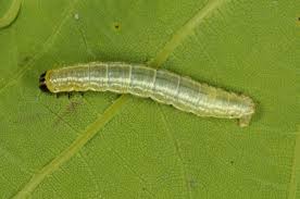 Attēlu rezultāti vaicājumam “Operophtera”