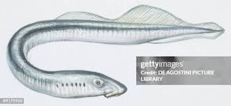 Image result for Lampetra fluviatilis