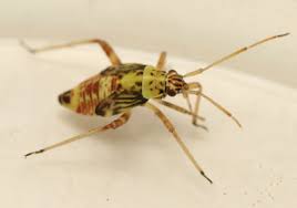 Attēlu rezultāti vaicājumam “Rhabdomiris striatellus”