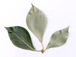 Attēlu rezultāti vaicājumam “Populus simonii leaf”