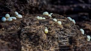 Attēlu rezultāti vaicājumam “Trichia varia macro”