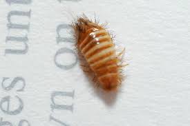 Attēlu rezultāti vaicājumam “Anthrenus sp. larva”