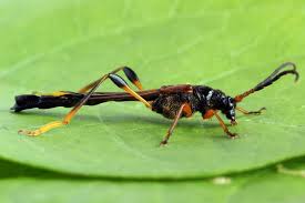 Attēlu rezultāti vaicājumam “Necydalis major”