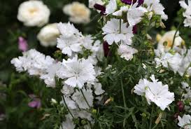 Attēlu rezultāti vaicājumam “Malva moschata alba flower”