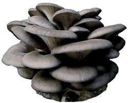 Attēlu rezultāti vaicājumam “Pleurotus ostreatus”