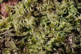 Attēlu rezultāti vaicājumam “Isothecium myosuroides sporophyte”