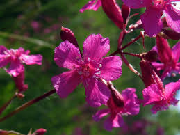 Attēlu rezultāti vaicājumam “Silene viscaria bud”