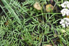 Attēlu rezultāti vaicājumam “Peucedanum palustre”