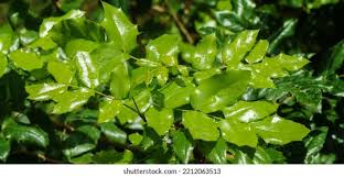 Attēlu rezultāti vaicājumam “Mahonia aquifolium leaf”