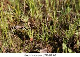 Attēlu rezultāti vaicājumam “Juncus capitatus”