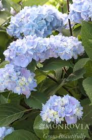 Attēlu rezultāti vaicājumam “Hydrangea”