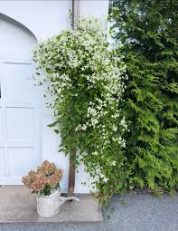 Attēlu rezultāti vaicājumam “Clematis”