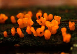 Attēlu rezultāti vaicājumam “Calocera cornea”