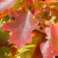 Attēlu rezultāti vaicājumam “Quercus rubra”