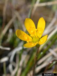 Attēlu rezultāti vaicājumam “Saxifraga hirculus flower”