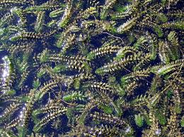 Attēlu rezultāti vaicājumam “Elodea canadensis”