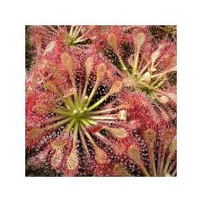 Attēlu rezultāti vaicājumam “Drosera intermedia”