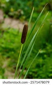 Attēlu rezultāti vaicājumam “Typhaceae”