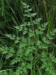 Attēlu rezultāti vaicājumam “Peucedanum palustre leaf”