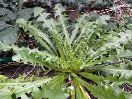 Attēlu rezultāti vaicājumam “Taraxacum officinale aggr. leaf”