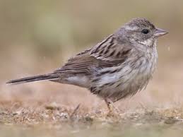 Image result for Emberiza spodocephala