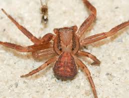 Attēlu rezultāti vaicājumam “Xysticus bifasciatus”