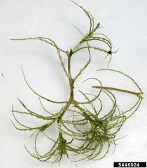 Attēlu rezultāti vaicājumam “Najas minor leaf”