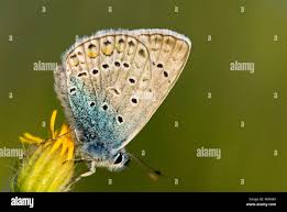 Attēlu rezultāti vaicājumam “Agrodiaetus amandus female”