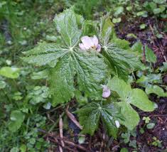 Attēlu rezultāti vaicājumam “Podophyllum hexandrum fruit”