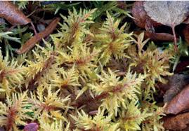 Attēlu rezultāti vaicājumam “Hylocomium splendens sporophyte”