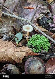 Attēlu rezultāti vaicājumam “Collybia tuberosa”