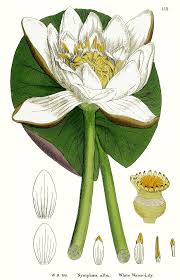 Attēlu rezultāti vaicājumam “Nymphaea alba leaf”
