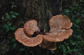 Attēlu rezultāti vaicājumam “Polyporus squamosus”