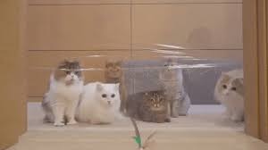 Image result for invisible cat