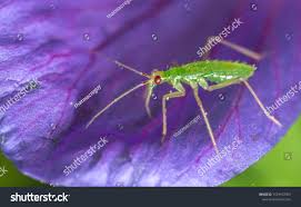 Attēlu rezultāti vaicājumam “Dicyphus nymph”