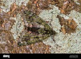 Attēlu rezultāti vaicājumam “Chloroclysta siterata”