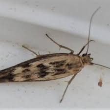 Attēlu rezultāti vaicājumam “Scythris limbella”