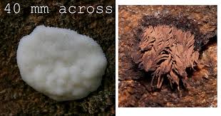 Attēlu rezultāti vaicājumam “Trichia botrytis young”