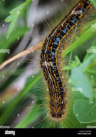 Attēlu rezultāti vaicājumam “Malacosoma castrensis male”
