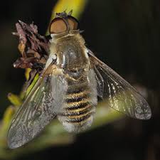 Attēlu rezultāti vaicājumam “Bombyliidae”
