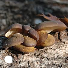 Attēlu rezultāti vaicājumam “Panellus serotinus”