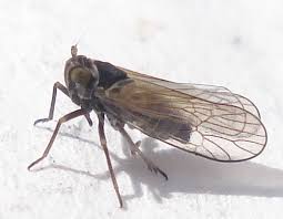 Attēlu rezultāti vaicājumam “Javesella pellucida”