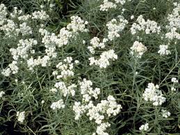 Attēlu rezultāti vaicājumam “Anaphalis margaritacea”